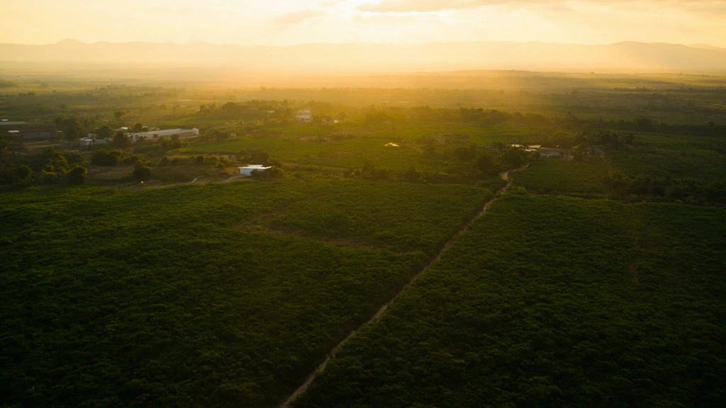 Aerial view of Latin American orchards under golden-hour light